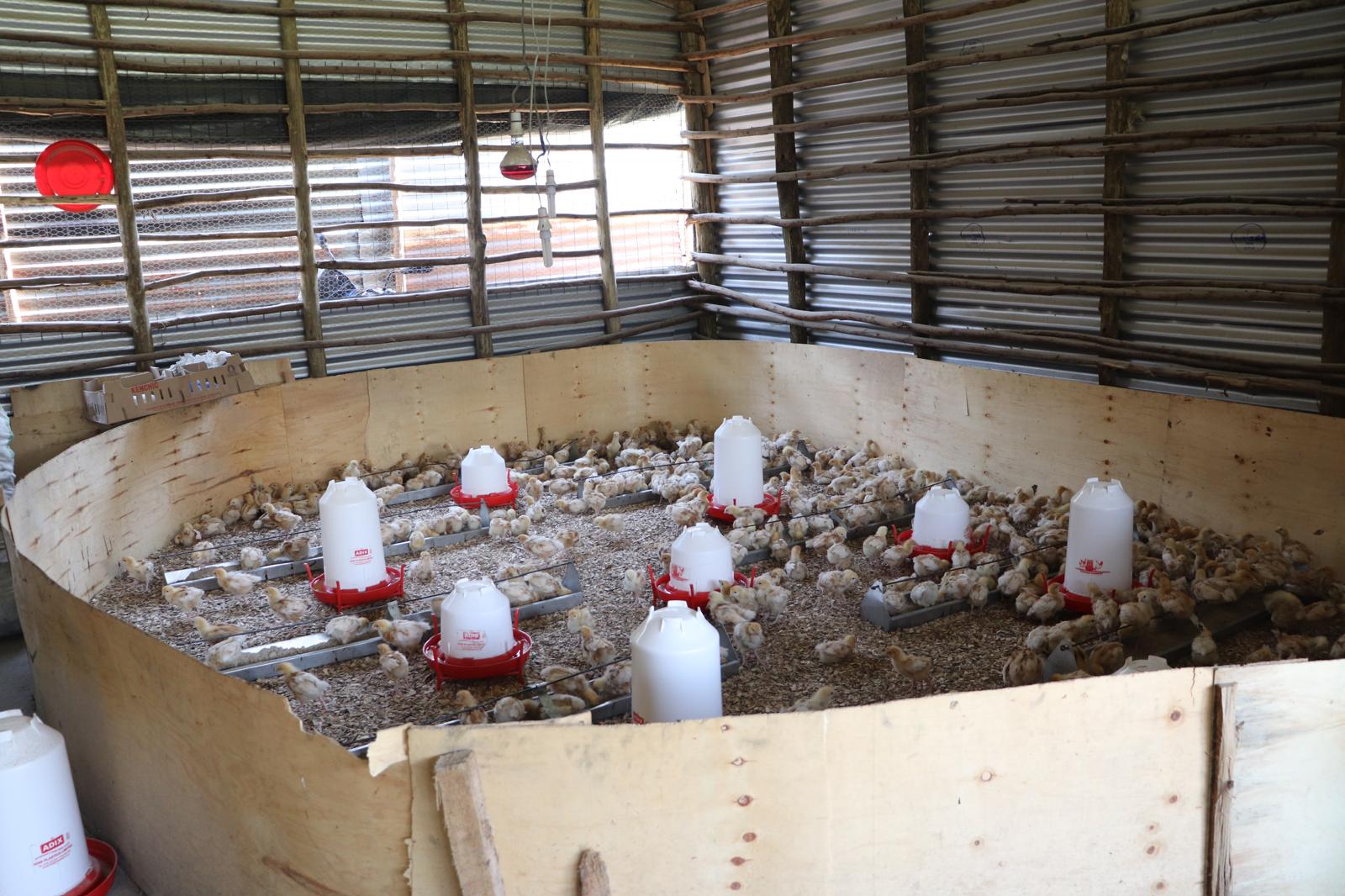 Precision feeding system