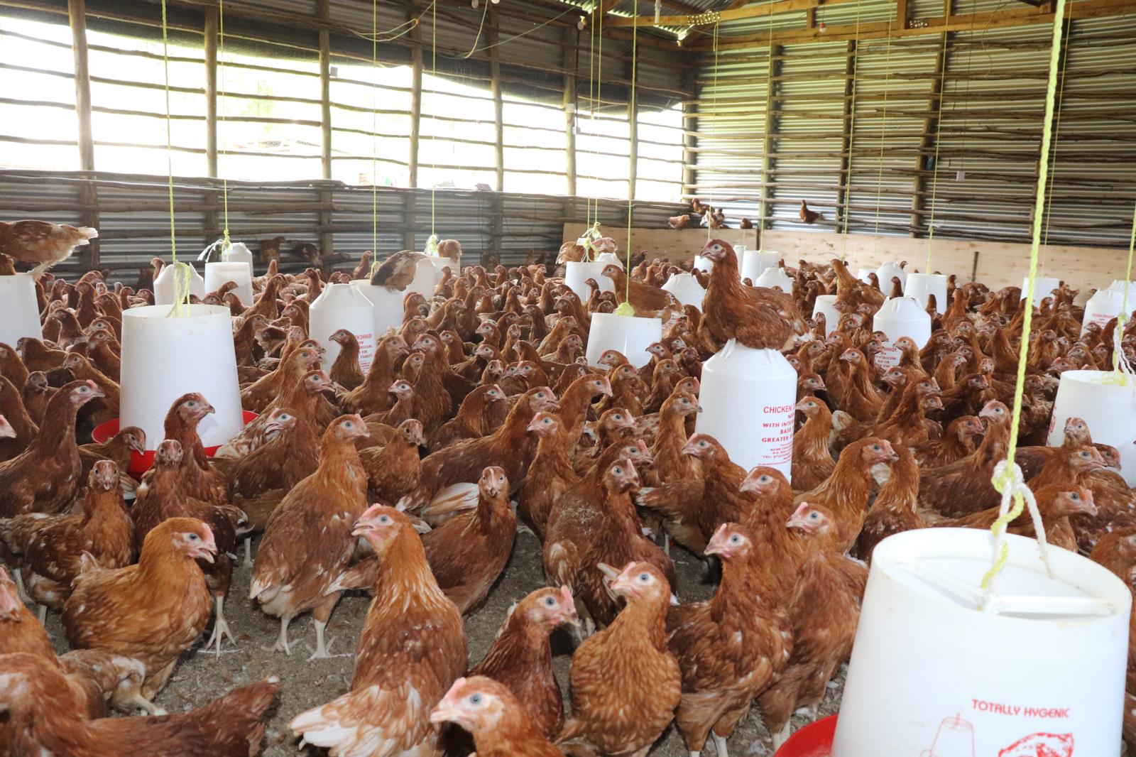 Young chickens moving freely around feeders in a naturally lit poultry house
